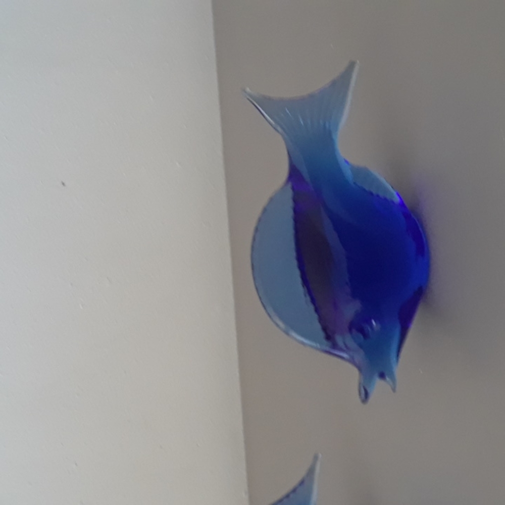 Beautiful Glass Fish - Picture 3 of 3